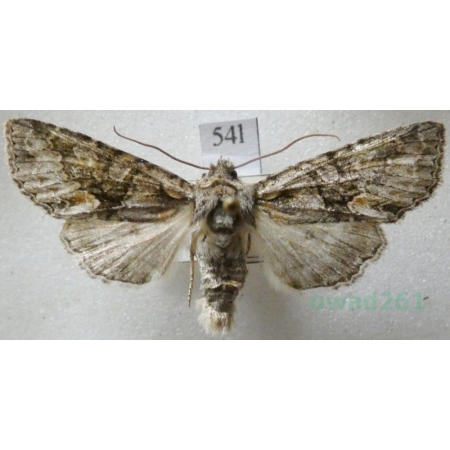 Allophyes oxyacanthae (Linnaeus, 1758) Kremata głogówka Czech54l